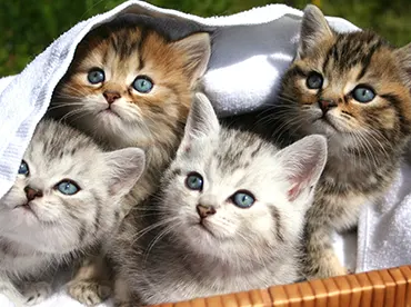 Chatons si mignons et adorables