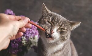 Quels sont les différents types de friandises pour chats ?