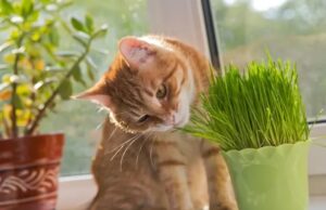 L'herbe à chat : qu'est ce que c'est ?