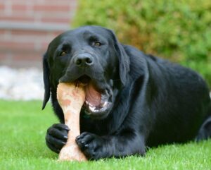 Les os sont ils bons pour les chiens : oui, mais à quoi faire attention ?