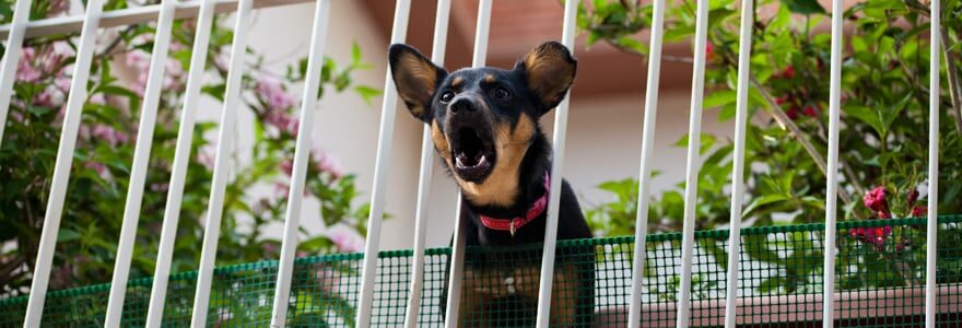 aboiements excessifs du chien