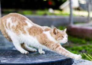 Les vermifuges naturels pour les chats sont ils efficaces ?