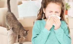 Symptôme allergie chat : Éternuements fréquents