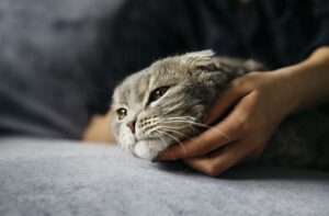 Les chats peuvent ressentir la tristesse ?