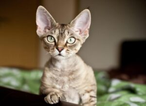 Pourquoi certains chats ont-ils de grandes oreilles ?