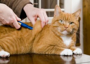 Diabète du chat : les traitements possibles