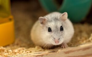 Le hamster est-il un animal fragile?