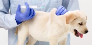 En quoi consiste la vaccination de votre chiot ?